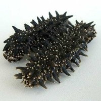 Dried Sea Cucumber